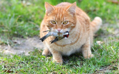 Cat HPAI infections may return as birds migrate