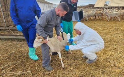 Bluetongue disease in Wales: Discussing the current situation