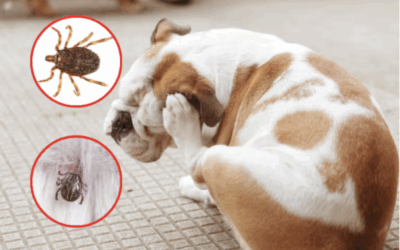 Are Ticks Active in Winter?