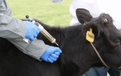 Australia producirá la primera vacuna de ARNm contra la fiebre aftosa en territorio australiano.
