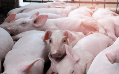 ASF Estonia: Ekseko farm falls victim, pig culls exceed 55,000