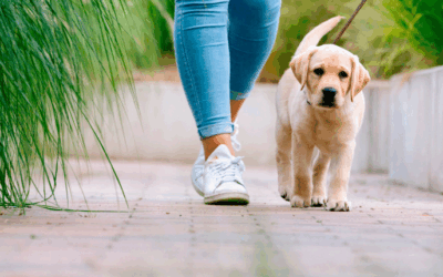 ¿Qué distancia puedo pasear con mi cachorro?