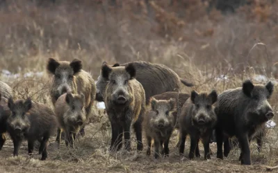 PPA España: Es probable que haya más jabalíes infectados; los países cierran fronteras