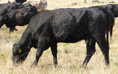 Lumpy skin disease: Facing the challenges