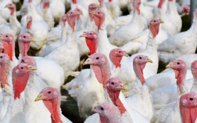 Avian influenza in Italy primarily affects turkey farms