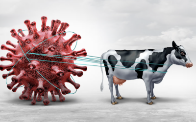 ¿Cómo se ha adaptado rápidamente la gripe aviar al ganado?