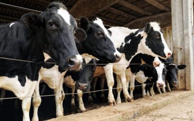 Estados Unidos: Primer caso de gripe aviar en un rebaño lechero de Wisconsin