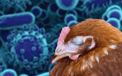 La enfermedad de Newcastle se extiende aún más por Europa