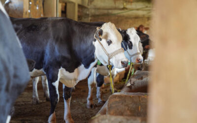 Foot and mouth disease confirmed in Greece