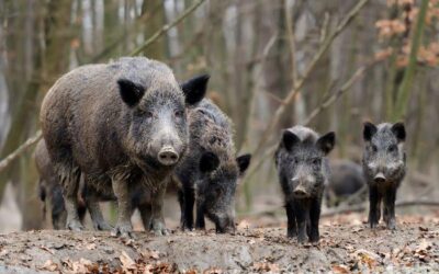 La crisis de la peste porcina africana en España: cómo un laboratorio de élite se convirtió en el epicentro de un brote vírico.