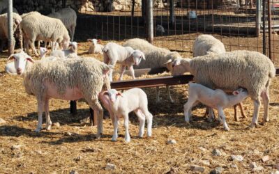 La fiebre aftosa azota Chipre