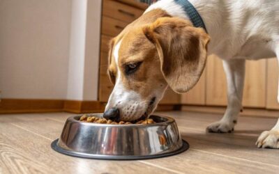 Efecto de la comida para perros en las infecciones por hongos y las alergias graves