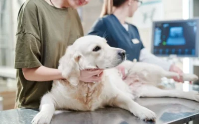 Estrategias para ahorrar dinero en perros con enfermedad de Addison