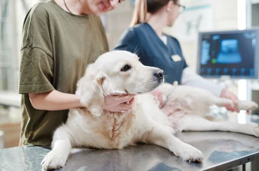Estrategias para ahorrar dinero en perros con enfermedad de Addison