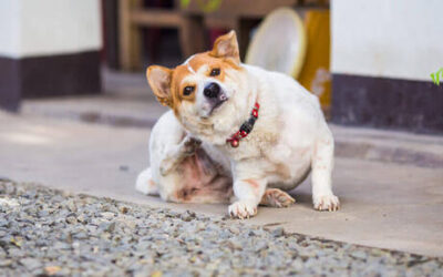 ¿Pueden los perros tener alergia al pollo?
