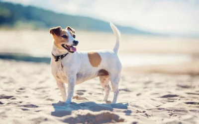 The Best Dog Sunscreen