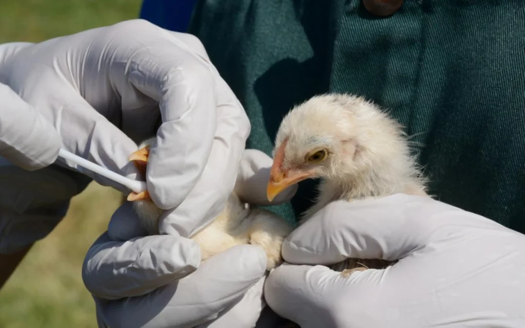 South Africa moves towards bird flu vaccination for poultry