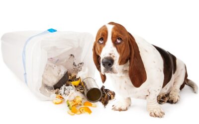 ¿Los perros sienten culpa?