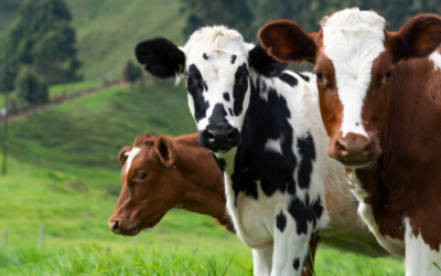 Health is the new sustainability metric