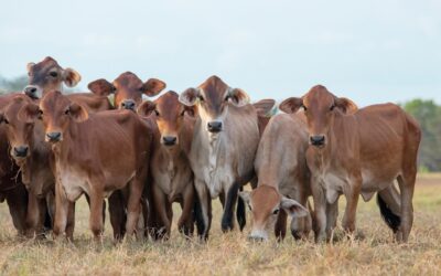 Nuevas reglas para el diagnóstico de brucelosis bovina