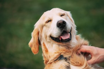 10 señales de que tu perro es feliz