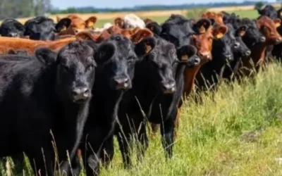 Se ha detectado un virus similar al Shamonda en granjas de ganado holandesas.