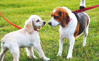Cómo presentar perros